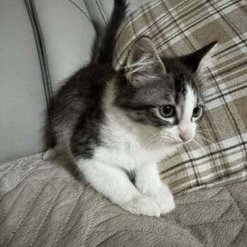 Rigatoni -  Domestic Short Hair Cat for Adoption in Houston, Texas - Rigatoni | PetCurious