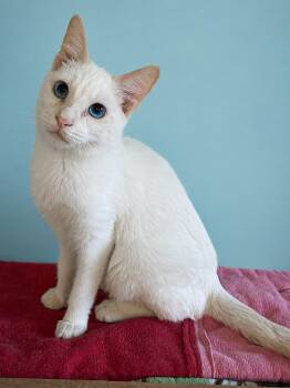 Louis -  Domestic Short Hair Cat for Adoption in Lacon, Illinois - Louis | PetCurious