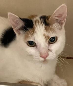 Patches -  Domestic Short Hair Cat for Adoption in Christiansburg, Virginia - Patches | PetCurious