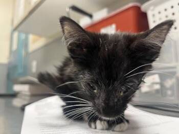 SALLY -  Domestic Short Hair Cat for Adoption in Las Vegas, Nevada - SALLY | PetCurious