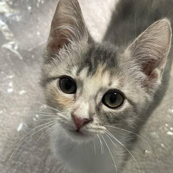 Clara 2 -  Domestic Short Hair Cat for Adoption in Cumming, Georgia - Clara 2 | PetCurious