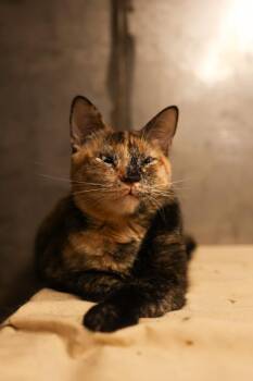Tortoiseshell Cats Available for Adoption - Keller  | PetCurious