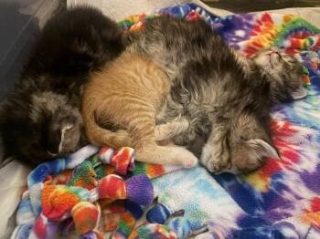 Luna -  Domestic Medium Hair Cat for Adoption in Enfield, Connecticut - Luna | PetCurious