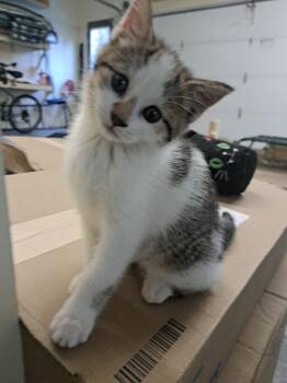 Squirrel -  Domestic Short Hair Cat for Adoption in Avon, New York - Squirrel | PetCurious
