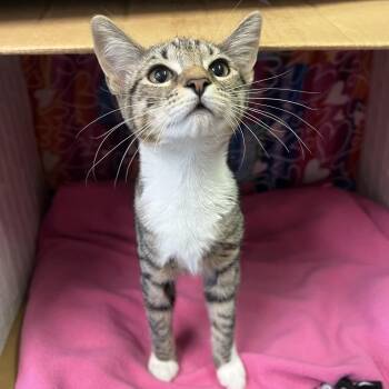 Theresa -  Domestic Short Hair Cat for Adoption - Theresa | PetCurious
