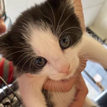 RAVEN -  Domestic Short Hair Cat for Adoption in Alameda, California - RAVEN | PetCurious