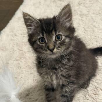 Chili -  Domestic Medium Hair Cat for Adoption in Charlotte, North Carolina - Chili | PetCurious