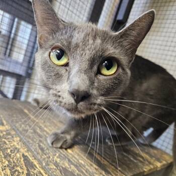 Rescue Domestic Short Hair Cats for Adoption in Midland, Texas - Nova | PetCurious