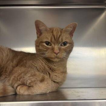 Domestic Short Hair Cats Available for Adoption - Faust | PetCurious