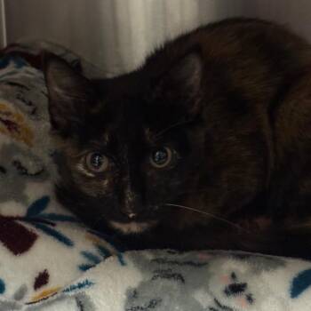 Stanky Leg -  Domestic Short Hair Cat for Adoption in York, Pennsylvania - Stanky Leg | PetCurious