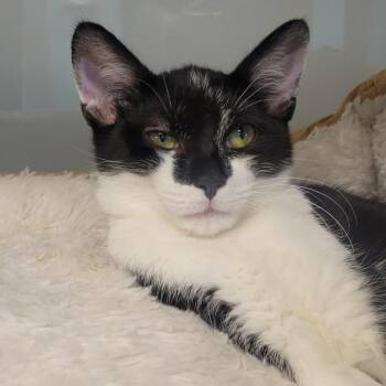 Beaugurt -  Domestic Short Hair Cat for Adoption in Wheeling, Illinois - Beaugurt | PetCurious