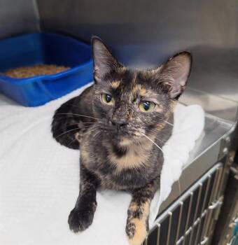 LIZZIE MEOWGUIRE -  Domestic Short Hair Cat for Adoption in Fort Walton Beach, Florida - LIZZIE MEOWGUIRE | PetCurious