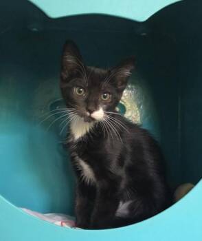 Gucci -  Domestic Short Hair Cat for Adoption in Honolulu, Hawaii - Gucci | PetCurious