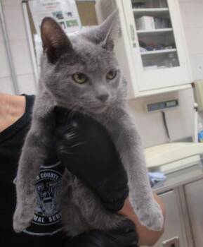 MacHiavellia(647) -  Domestic Short Hair Cat for Adoption in Marietta, Georgia - MacHiavellia(647) | PetCurious