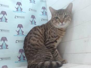 Domestic Short Hair Cats Available for Adoption - CUDDLER | PetCurious