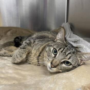 Felix -  Domestic Short Hair Cat for Adoption in Wantagh, New York - Felix | PetCurious