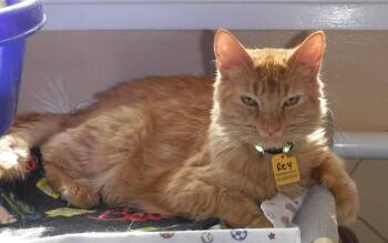 Rescue Tabby Cats for Adoption in Hoquiam, Washington - Rey - Sweet And Social | PetCurious