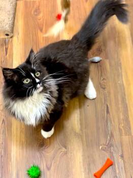 AMICI - Bonded with Amore -  Domestic Long Hair Cat for Adoption in Fremont, California - AMICI - Bonded With Amore | PetCurious