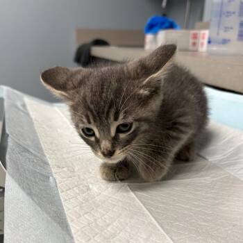 .gif -  Domestic Short Hair Cat for Adoption in Oak Park, Illinois - .gif | PetCurious