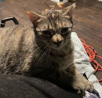 Rescue Domestic Short Hair Cats for Adoption in Breinigsville, Pennsylvania - Girl* | PetCurious