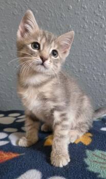 (KO) 6/17/26 Wren -  Domestic Short Hair Cat for Adoption in Stillwater, Oklahoma - (KO) 6/17/26 Wren | PetCurious