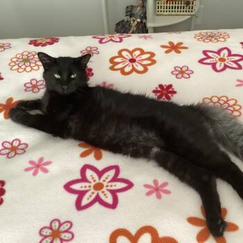 Rescue Domestic Medium Hair Cats for Adoption in Jupiter, Florida - Princeton | PetCurious