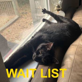 Aurora -  American Shorthair Cat for Adoption in Livingston, Texas - Aurora | PetCurious