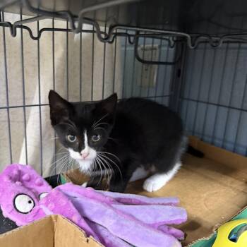 Grace -  Domestic Short Hair Cat for Adoption in Albemarle, North Carolina - Grace | PetCurious