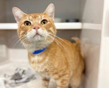 Rescue Domestic Short Hair Cats for Adoption in Brentwood, Missouri - CHIP | PetCurious