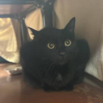 American Shorthair Cats Available for Adoption - Amara | PetCurious