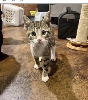 Kathy -  Tabby Cat for Adoption in Alvin, Texas - Kathy | PetCurious