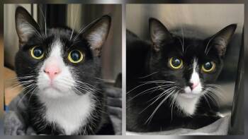 Domestic Short Hair Cats Available for Adoption in Lindenhurst, New York - 6-167 Tricia  & 6-168 Joe | PetCurious