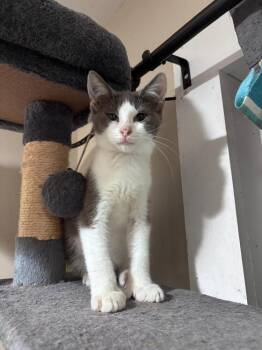 Mr. Business -  Domestic Short Hair Cat for Adoption in Milton, Delaware - Mr. Business | PetCurious