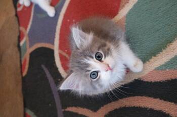 Domestic Long Hair and Tabby Cats Available for Adoption in Pineville, Louisiana - Tansy | PetCurious
