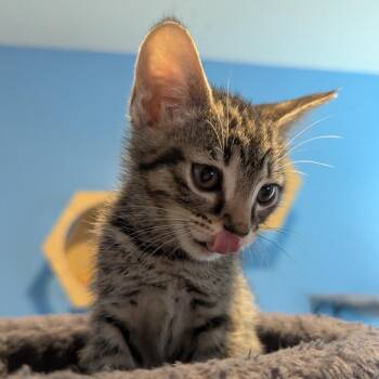 Smurfette -  Domestic Short Hair Cat Available for Adoption in Rossville, Tennessee - Smurfette | PetCurious