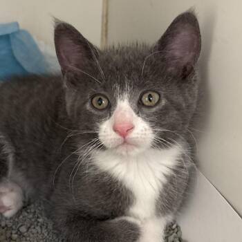 Juno -  Domestic Short Hair Cat for Adoption in Naperville, Illinois - Juno | PetCurious