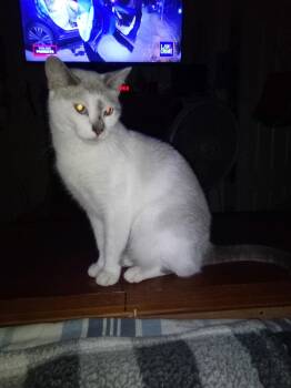 Penelope -  Domestic Short Hair Cat for Adoption in New Britain, Connecticut - Penelope | PetCurious