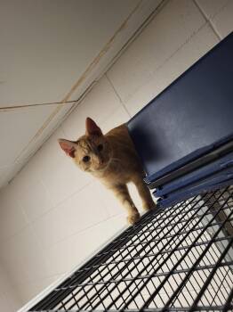 Rescue Domestic Short Hair Cats for Adoption in Chilton, Wisconsin - Upton | PetCurious