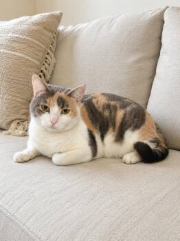 Domestic Short Hair Cats Available for Adoption in Lacon, Illinois - Evie | PetCurious