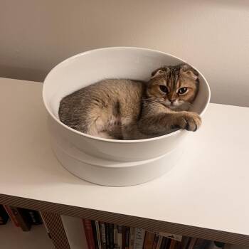 Dia -  Scottish Fold Cat for Adoption - Dia | PetCurious