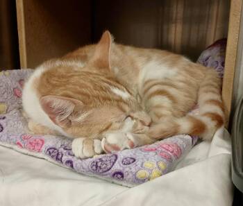 Yam -  Domestic Short Hair Cat for Adoption in San Juan Capistrano, California - Yam | PetCurious
