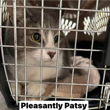 Domestic Short Hair Cats Available for Adoption - Pleasantly Patsy | PetCurious