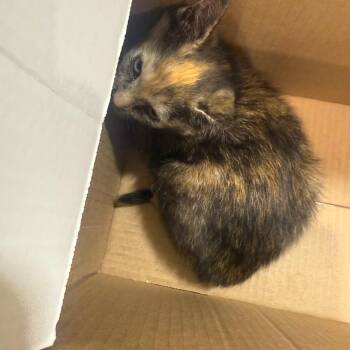 Guppy -  Domestic Short Hair Cat for Adoption in Winston-salem, North Carolina - Guppy | PetCurious