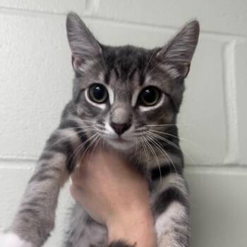 Firebird 28536 -  Domestic Medium Hair Cat for Adoption in Middleburg, Florida - Firebird 28536 | PetCurious