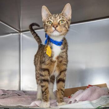 SORRY -  Domestic Short Hair Cat for Adoption in St. Louis, Missouri - SORRY | PetCurious