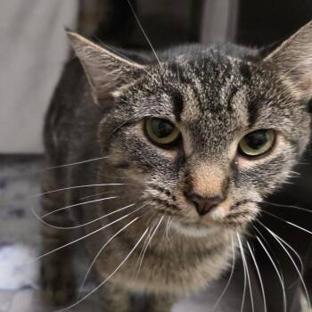 Luna -  Domestic Short Hair Cat for Adoption in Kennebunk, Maine - Luna | PetCurious