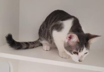 Fred -  Domestic Medium Hair Cat for Adoption in Grand Rapids, Minnesota - Fred | PetCurious