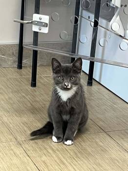 RATATOUILLE -  Domestic Short Hair Cat for Adoption in Delson, Quebec - RATATOUILLE | PetCurious