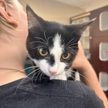 Dreamfyre -  Domestic Short Hair Cat for Adoption in Myerstown, Pennsylvania - Dreamfyre | PetCurious