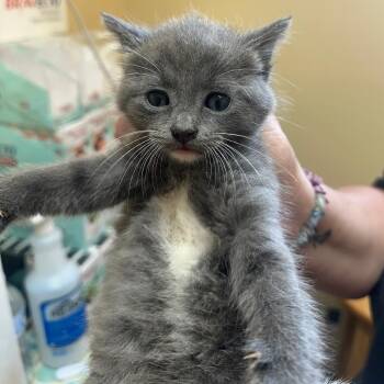 Steel -  Domestic Short Hair Cat for Adoption in Corinth, Mississippi - Steel | PetCurious